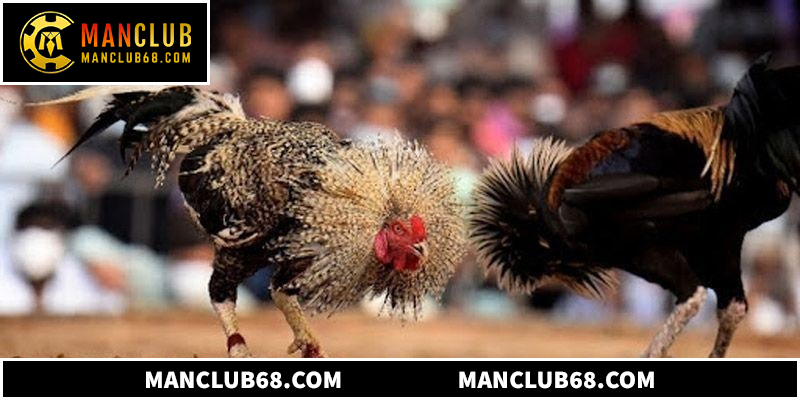 Các hình thức đá gà hiện nay rất đa dạng